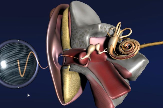 Intel SFI VR Erlebnispaket: Das menschliche Ohr